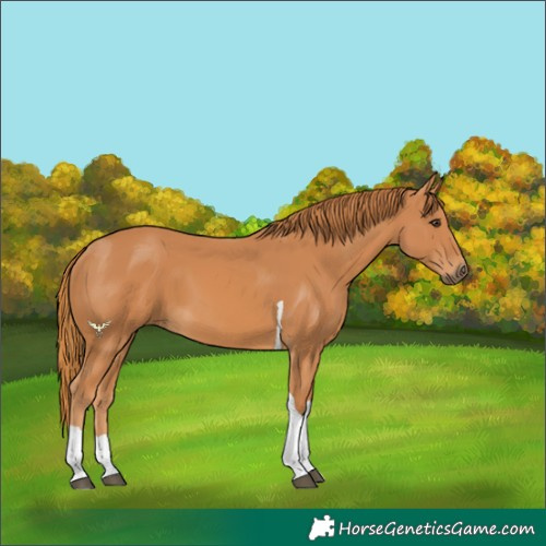Horse Color:Chestnut Tobiano