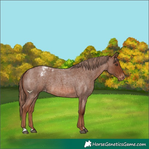 Horse Color:Red Roan Appaloosa