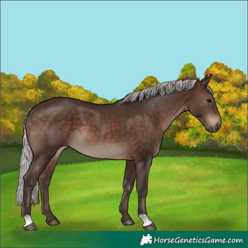 Horse Color:Silver Brown Rabicano 