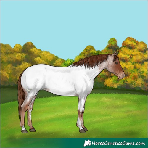 Horse Color:Red Roan Near Fewspot
