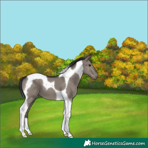 Horse Color:Grullo Tobiano 