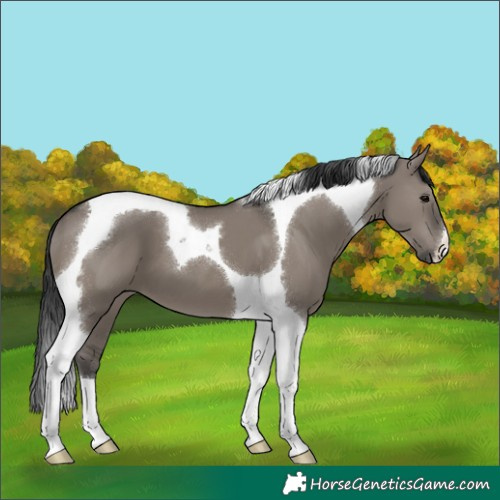 Horse Color:Grullo Tobiano 