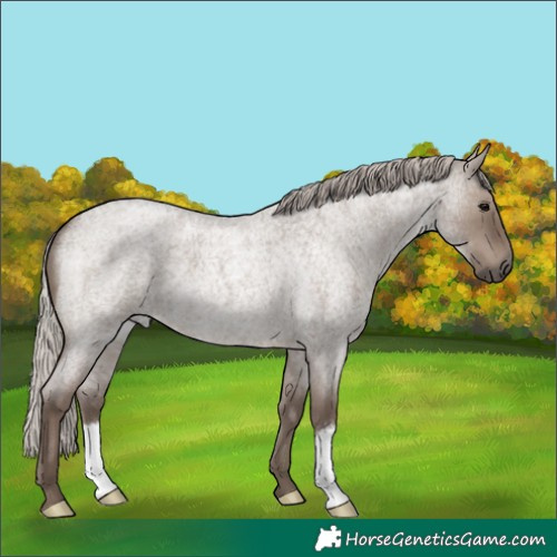 Horse Color:Silver Grullo Roan 