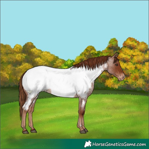 Horse Color:Red Roan Appaloosa 
