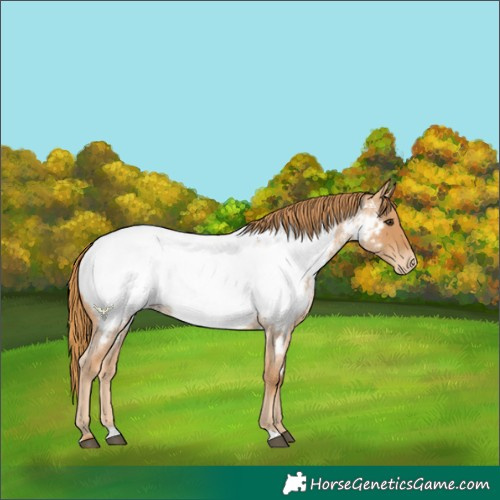 Horse Color:Red Roan Appaloosa 