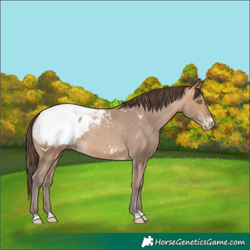 Horse Color:Amber Champagne Snowcap 