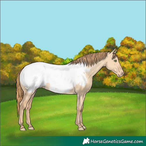 Horse Color:Gold Champagne Dun Appaloosa