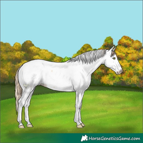 Horse Color:Gold Champagne Fewspot
