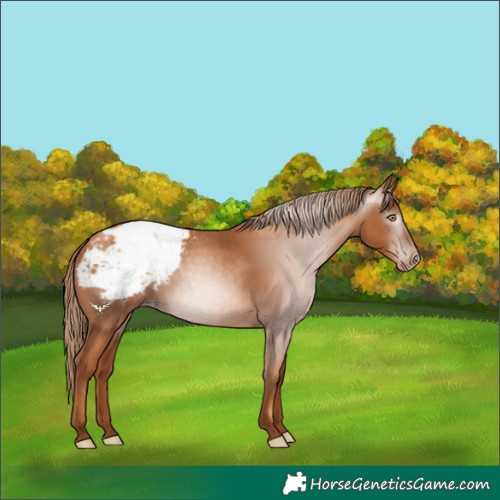 Horse Color:Gray Gold Champagne Snowcap 