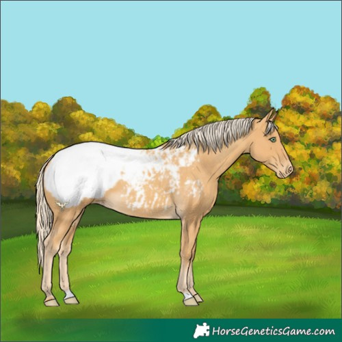 Horse Color:Gold Cream Champagne Snowcap 