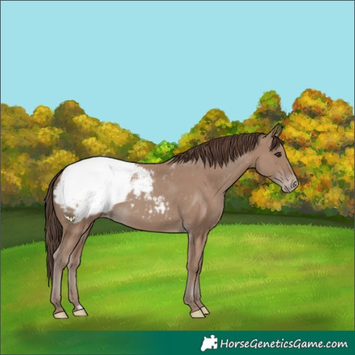 Horse Color:Classic Champagne Snowcap