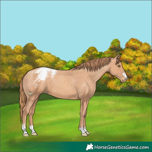 Horse Color:Gold Champagne Snowcap
