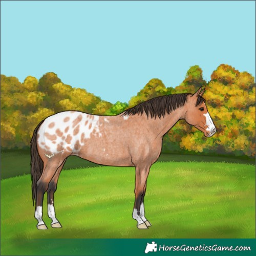 Horse Color:Bay Roan Blanket