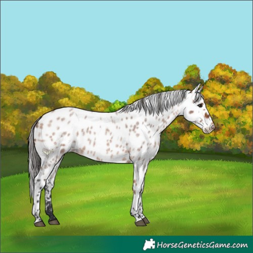 Horse Color:Bay Roan Appaloosa