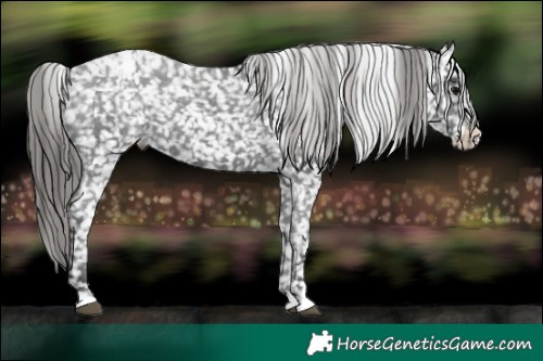 Horse Color:Black Appaloosa Rabicano 