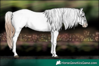 Horse Color:Black Appaloosa Rabicano