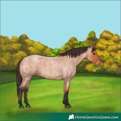 Horse Color:Bay Roan Appaloosa 
