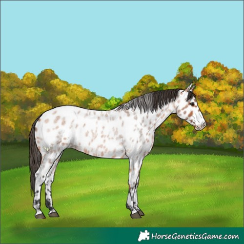 Horse Color:Bay Roan Appaloosa