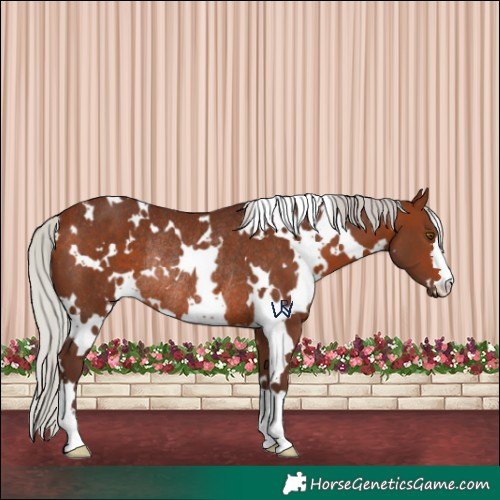 Horse Color:White Spotted Silver Bay Rabicano 