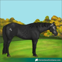 Horse Color:Gray Black 