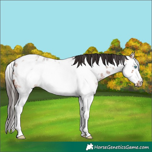 Horse Color:Bay Roan Splash Frame Near Leopard 