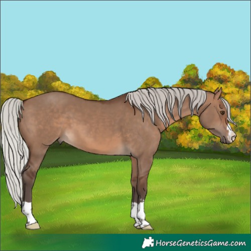 Horse Color:Silver Brown Dun 