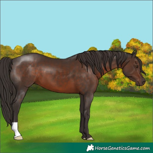 Horse Color:Liver Chestnut 