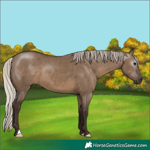 Horse Color:Gray Silver Grullo 