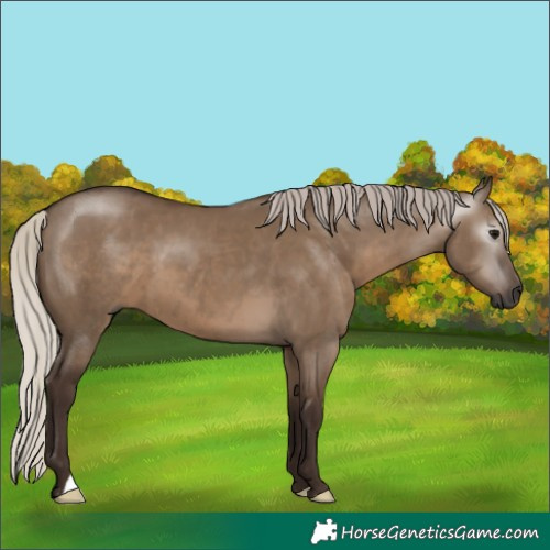 Horse Color:Gray Silver Grullo