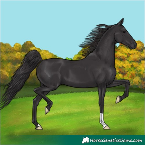 Horse Color:Smoky Black 