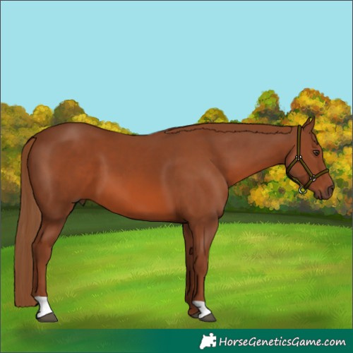 Horse Color:Chestnut 
