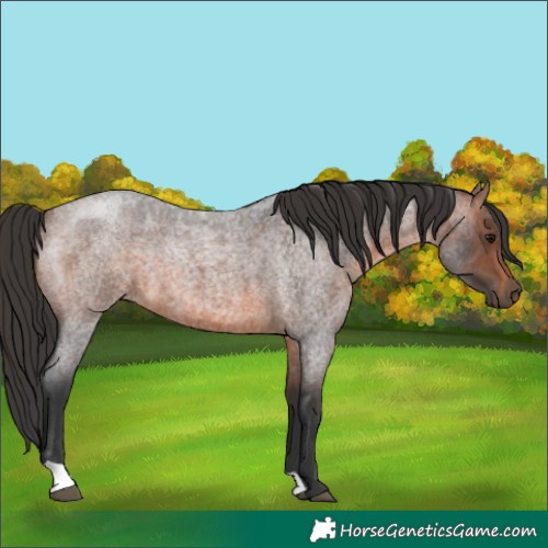Horse Color:Brown Roan 