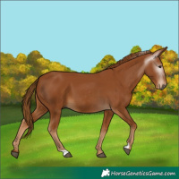 Horse Color:Gray Chestnut