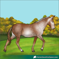 Horse Color:Gray Chestnut