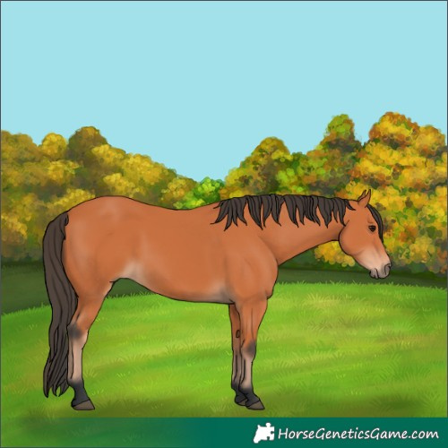 Horse Color:Bay 