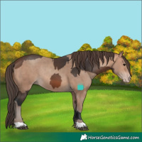 Horse Color:Brown Rabicano and Sable Champagne Rabicano