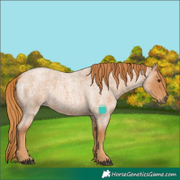Horse Color:Red Roan 