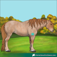 Horse Color:Red Roan 