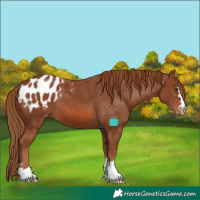 Horse Color:Chestnut Appaloosa 