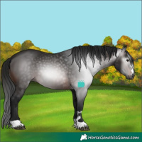 Horse Color:Gray Bay