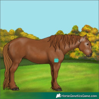 Horse Color:Gray Chestnut 
