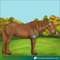 Horse Color:Gray Chestnut 