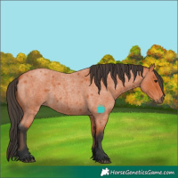Horse Color:Bay Roan 