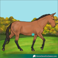 Horse Color:Bay 
