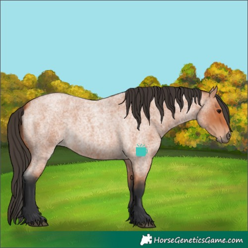 Horse Color:Bay Roan