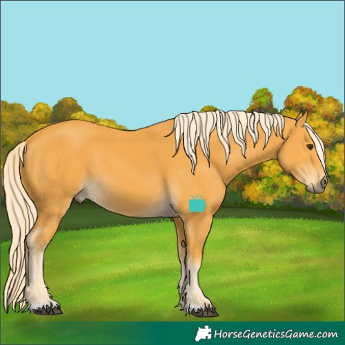 Horse Color:Palomino 