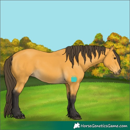 Horse Color:Buckskin 