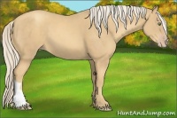 Horse Color:Gold Cream Champagne 