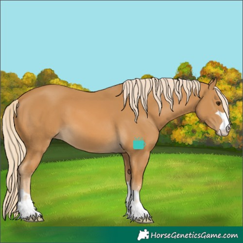 Horse Color:Palomino 