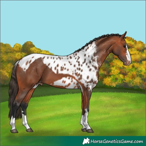 Horse Color:Bay Skewed LP Spotted 